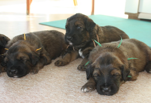 T-Wurf150213 T-Wurf150213