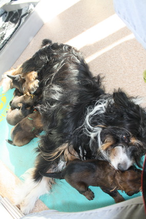 T-Wurf15022 T-Wurf15022