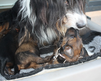 T-Wurf15023 T-Wurf15023