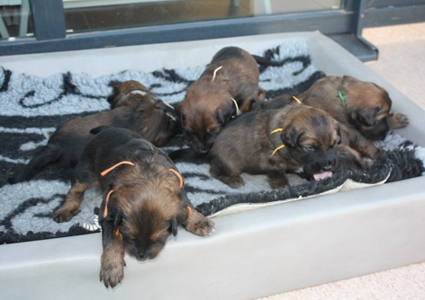 T-Wurf15024 T-Wurf15024