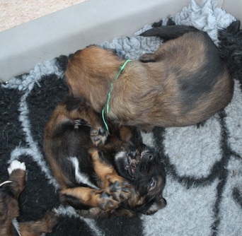 T-Wurf15025 T-Wurf15025