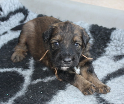 T-Wurf15026 T-Wurf15026