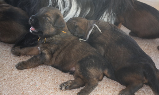 T-Wurf15027 T-Wurf15027