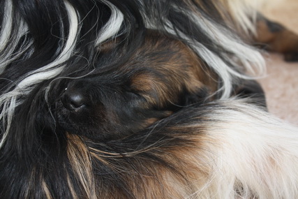 T-Wurf15028 T-Wurf15028