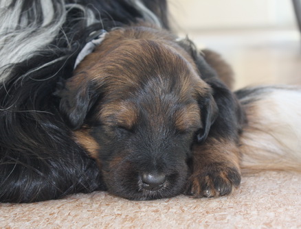 T-Wurf15029 T-Wurf15029