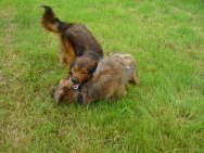 GalerieBesuchHahkota12